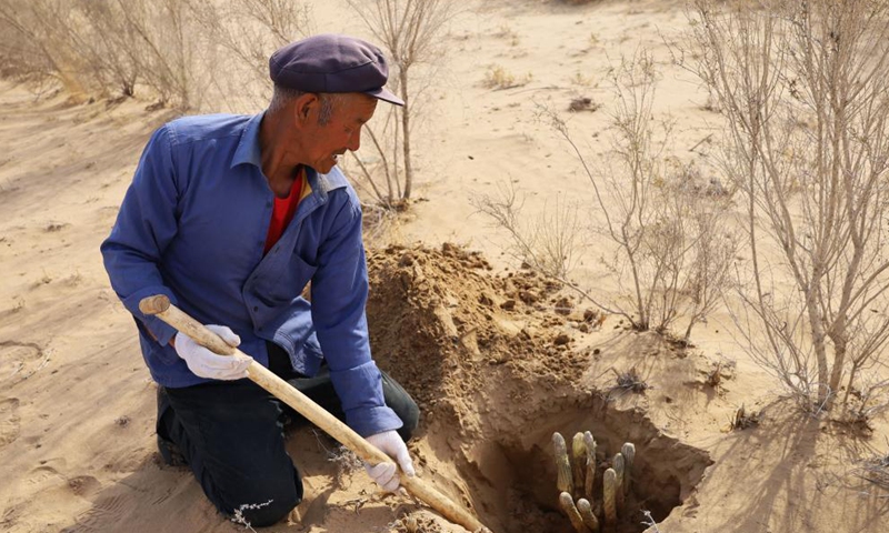 A farmer harvests cistanche in Bayannur City, north China's Inner Mongolia Autonomous Region, May 8, 2021. Abundant rainfall has brought a good harvest of cistanche, a sand-control plant widely grown on the edge of the Ulan Buh Desert, the eighth-largest in China.  Photo: Xinhua