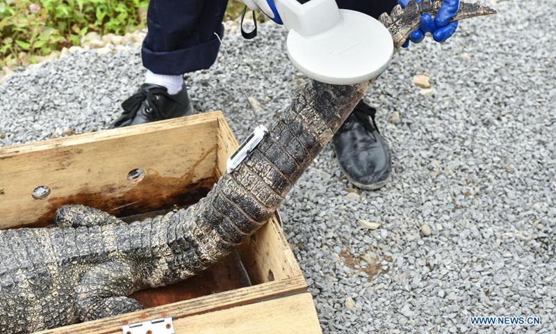 Photo taken on May 13, 2021 shows a Yangtze alligator at a release point of the Anhui Chinese alligator national nature reserve in Jingxian County, east China's Anhui Province. The nature reserve on Thursday released 51 artificially bred Yangtze alligators, also known as Chinese alligators, into the wild, with another 479 planned to be set free at different release points in the reserve.Photo:Xinhua