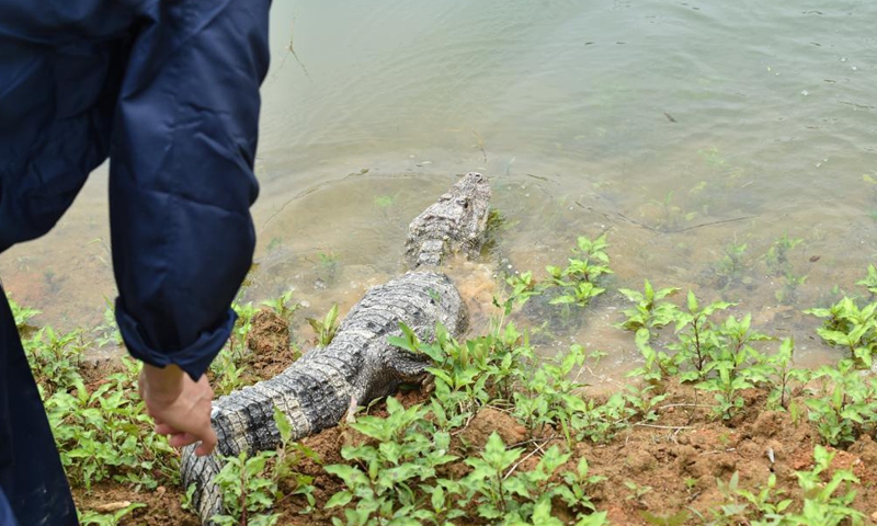 Photo taken on May 13, 2021 shows a Yangtze alligator at a release point of the Anhui Chinese alligator national nature reserve in Jingxian County, east China's Anhui Province. The nature reserve on Thursday released 51 artificially bred Yangtze alligators, also known as Chinese alligators, into the wild, with another 479 planned to be set free at different release points in the reserve.Photo:Xinhua