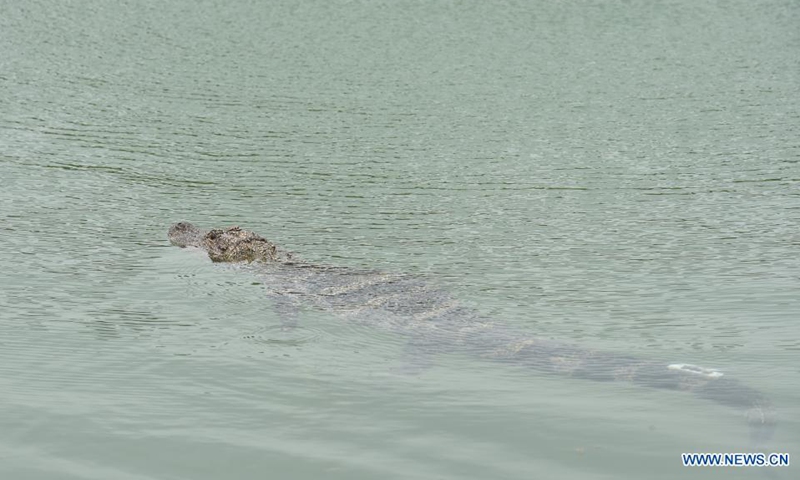 Photo taken on May 13, 2021 shows a Yangtze alligator at a release point of the Anhui Chinese alligator national nature reserve in Jingxian County, east China's Anhui Province. The nature reserve on Thursday released 51 artificially bred Yangtze alligators, also known as Chinese alligators, into the wild, with another 479 planned to be set free at different release points in the reserve.Photo:Xinhua