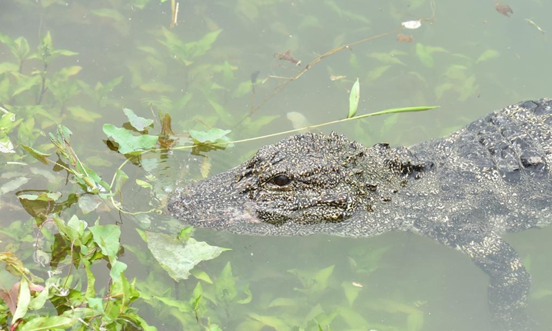 Photo taken on May 13, 2021 shows a Yangtze alligator at a release point of the Anhui Chinese alligator national nature reserve in Jingxian County, east China's Anhui Province. The nature reserve on Thursday released 51 artificially bred Yangtze alligators, also known as Chinese alligators, into the wild, with another 479 planned to be set free at different release points in the reserve.Photo:Xinhua