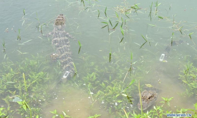 Photo taken on May 13, 2021 shows a Yangtze alligator at a release point of the Anhui Chinese alligator national nature reserve in Jingxian County, east China's Anhui Province. The nature reserve on Thursday released 51 artificially bred Yangtze alligators, also known as Chinese alligators, into the wild, with another 479 planned to be set free at different release points in the reserve.Photo:Xinhua