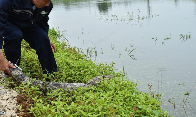 Photo taken on May 13, 2021 shows a Yangtze alligator at a release point of the Anhui Chinese alligator national nature reserve in Jingxian County, east China's Anhui Province. The nature reserve on Thursday released 51 artificially bred Yangtze alligators, also known as Chinese alligators, into the wild, with another 479 planned to be set free at different release points in the reserve.Photo:Xinhua