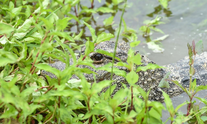 Photo taken on May 13, 2021 shows a Yangtze alligator at a release point of the Anhui Chinese alligator national nature reserve in Jingxian County, east China's Anhui Province. The nature reserve on Thursday released 51 artificially bred Yangtze alligators, also known as Chinese alligators, into the wild, with another 479 planned to be set free at different release points in the reserve.Photo:Xinhua