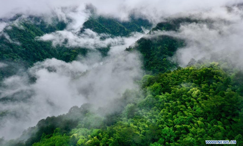 Aerial photo taken on May 17, 2021 shows the mountains surrounded by cloud and mist in Wuyishan National Park, southeast China's Fujian Province.(Photo: Xinhua)