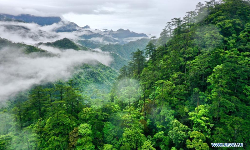 Aerial photo taken on May 17, 2021 shows the mountains surrounded by cloud and mist in Wuyishan National Park, southeast China's Fujian Province.(Photo: Xinhua)