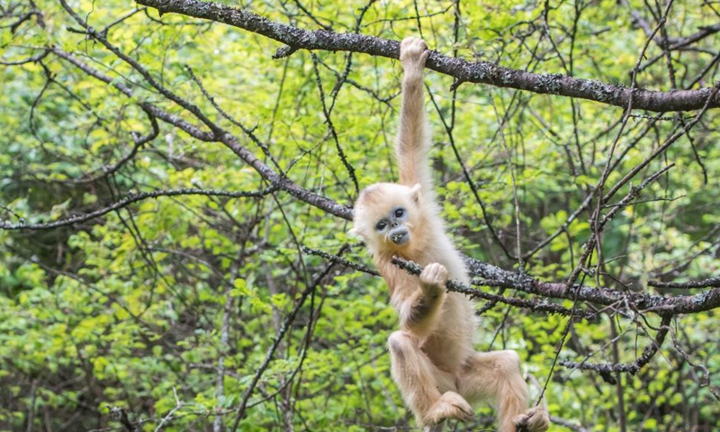 Photo taken on May 19, 2021 shows a golden monkey at Dalongtan Golden Monkey Research Center in Shennongjia National Park of central China's Hubei Province. Thanks to the efforts of local authority and the improvement of environment in the past years, the number of golden monkeys in Shennongjia has reached 1,471 nowadays. Photo: Xinhua