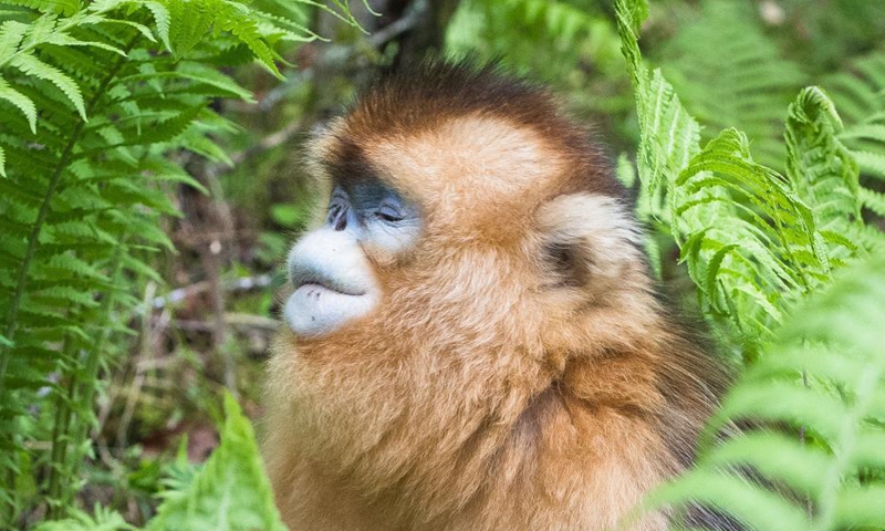 Photo taken on May 19, 2021 shows a golden monkey at Dalongtan Golden Monkey Research Center in Shennongjia National Park of central China's Hubei Province. Thanks to the efforts of local authority and the improvement of environment in the past years, the number of golden monkeys in Shennongjia has reached 1,471 nowadays.Photo: Xinhua