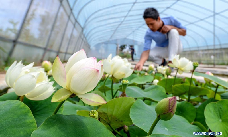 A staff member checks mini lotus plants at Mini Lotus Planting Cooperative in Yuanyoufang Village, Baihe Township, Linzhang County of north China's Hebei Province, May 25, 2021. More than 200,000 pots of mini lotus plant have bloomed recently at the cooperative. In the recent years, the mini lotus planting industry has become a new way for the locals to increase income. (Photo: Xinhua)