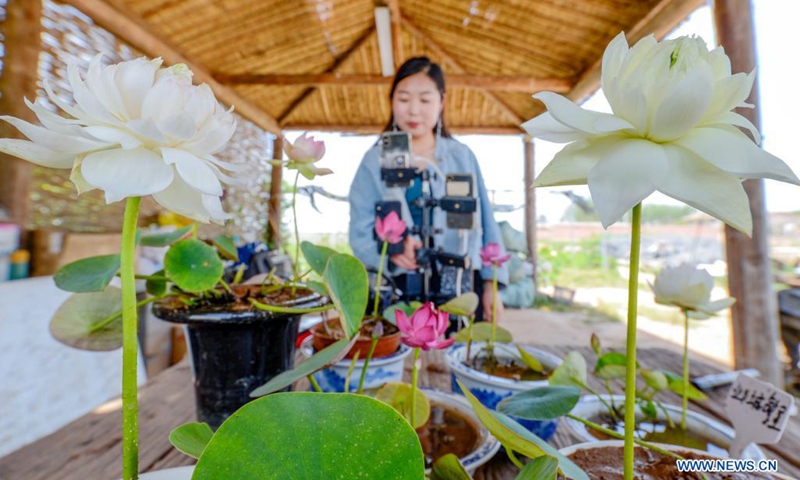 A staff member introduces mini lotus plants via online live-streaming at Mini Lotus Planting Cooperative in Yuanyoufang Village, Baihe Township, Linzhang County of north China's Hebei Province, May 25, 2021. More than 200,000 pots of mini lotus plant have bloomed recently at the cooperative. In the recent years, the mini lotus planting industry has become a new way for the locals to increase income.(Photo: Xinhua)