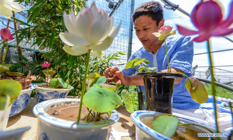 A staff member arranges mini lotus plants at Mini Lotus Planting Cooperative in Yuanyoufang Village, Baihe Township, Linzhang County of north China's Hebei Province, May 25, 2021. More than 200,000 pots of mini lotus plant have bloomed recently at the cooperative. In the recent years, the mini lotus planting industry has become a new way for the locals to increase income.(Photo: Xinhua)