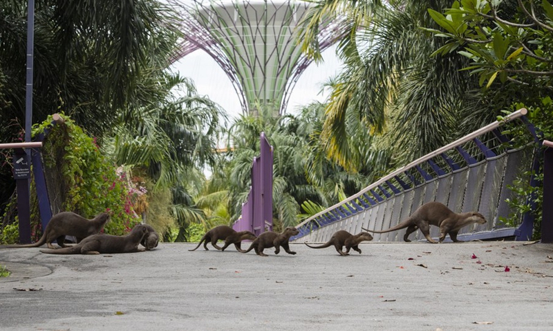 In Pics World Otter Day Global Times