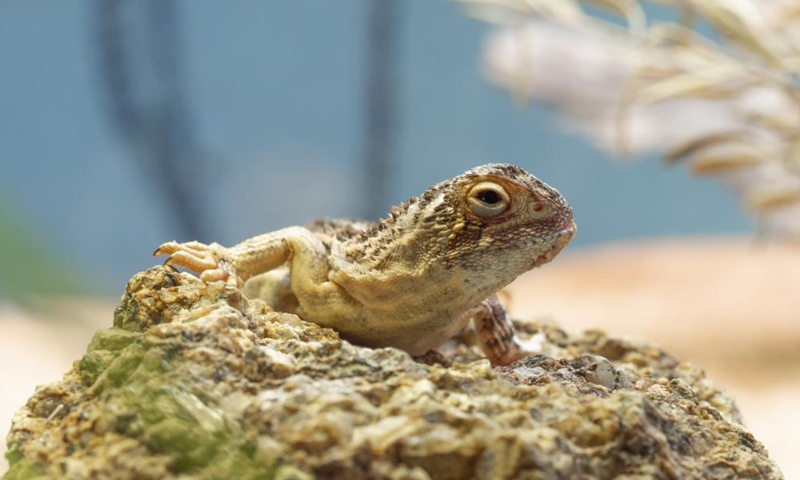 Endangered dragon breeding facility opened in Australian capital ...