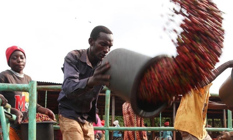 Workers sort coffee beans at a coffee estate in Ruiru, a suburb on the outskirts of Nairobi, Kenya, on June 3, 2021. Recently, Kenya entered the coffee bean harvest season. Coffee is one of the major foreign exchange earners for Kenya, with the crop contributing about six percent of total export earnings and 0.3 percent of the country's gross domestic product.Photo:Xinhua