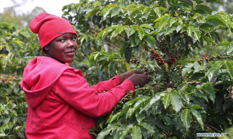 A worker picks coffee beans at a coffee estate in Ruiru, a suburb on the outskirts of Nairobi, Kenya, on June 3, 2021. Recently, Kenya entered the coffee bean harvest season. Coffee is one of the major foreign exchange earners for Kenya, with the crop contributing about six percent of total export earnings and 0.3 percent of the country's gross domestic product.Photo:Xinhua