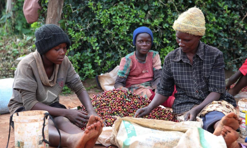 Workers sort coffee beans at a coffee estate in Ruiru, a suburb on the outskirts of Nairobi, Kenya, on June 3, 2021. Recently, Kenya entered the coffee bean harvest season. Coffee is one of the major foreign exchange earners for Kenya, with the crop contributing about six percent of total export earnings and 0.3 percent of the country's gross domestic product.Photo:Xinhua