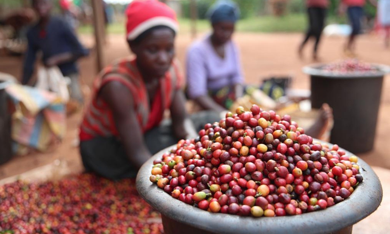 Workers sort coffee beans at a coffee estate in Ruiru, a suburb on the outskirts of Nairobi, Kenya, on June 3, 2021. Recently, Kenya entered the coffee bean harvest season. Coffee is one of the major foreign exchange earners for Kenya, with the crop contributing about six percent of total export earnings and 0.3 percent of the country's gross domestic product.Photo:Xinhua