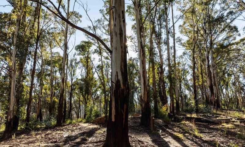 Traces Of Bushfire To Remain In Australian National Park For Years 