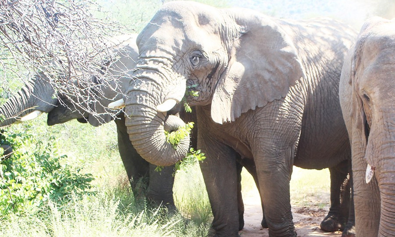 Free Roaming Elephants In Namibia Exacerbate Human Wildlife Conflict Official Global Times