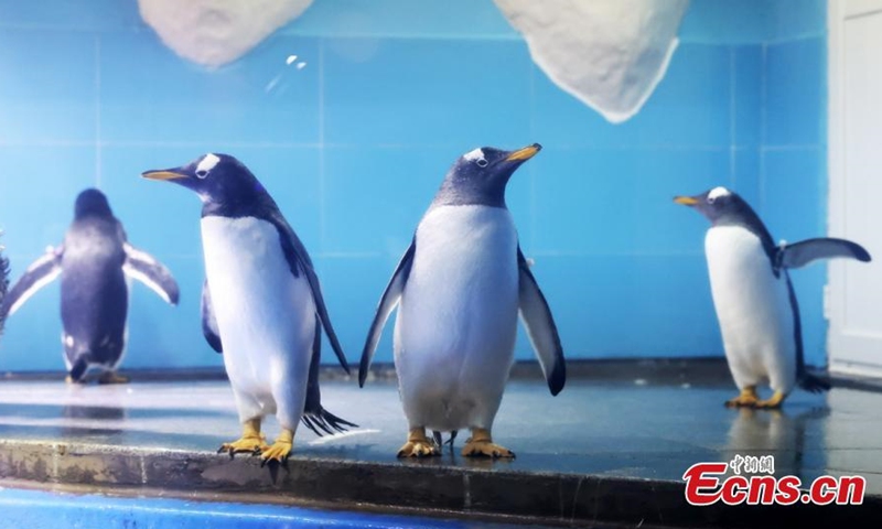 The photo shows four Gentoo penguins that join the Nanjing Underwater World, Nanjing, Jiangsu, June 7, 2021. (Photo/Yang Bo)

