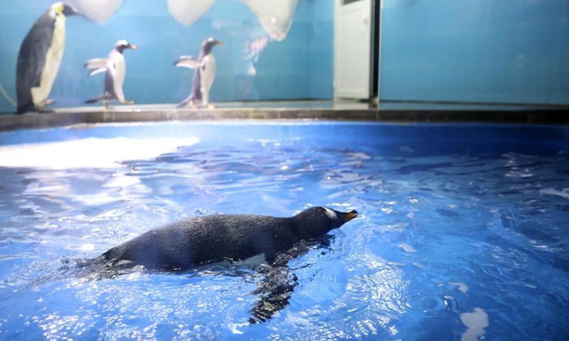 A Gentoo penguin has fun in the water at the Nanjing Underwater World, Nanjing, Jiangsu, June 7, 2021. (Photo/Yang Bo)
