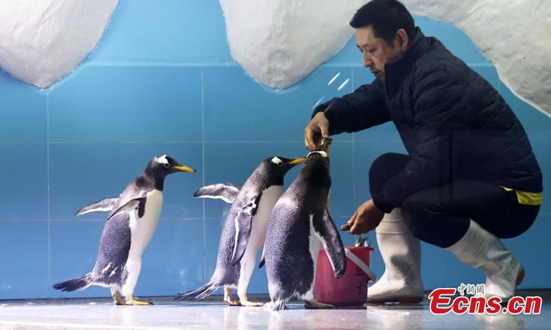 A breeder feeds the Gentoo penguins at the Nanjing Underwater World, Nanjing, Jiangsu, June 7, 2021. (Photo/Yang Bo)

