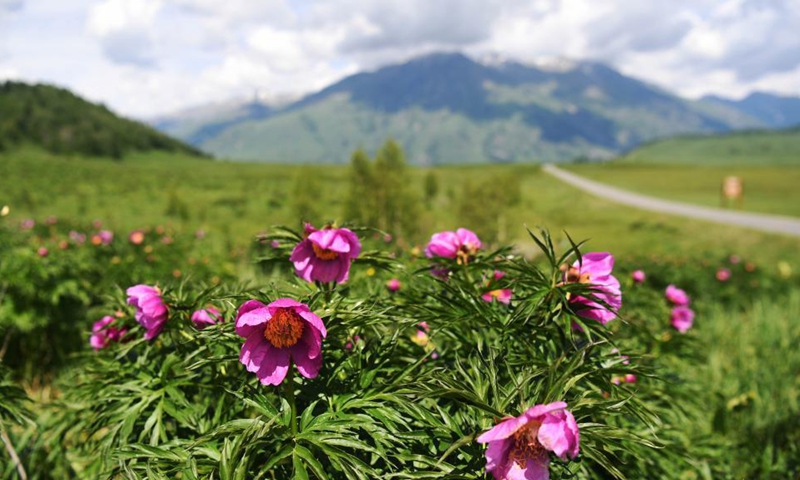 Photo taken on June 9, 2021 shows scenery in Hemu Village of Kanas, northwest China's Xinjiang Uygur Autonomous Region. Photo: Xinhua