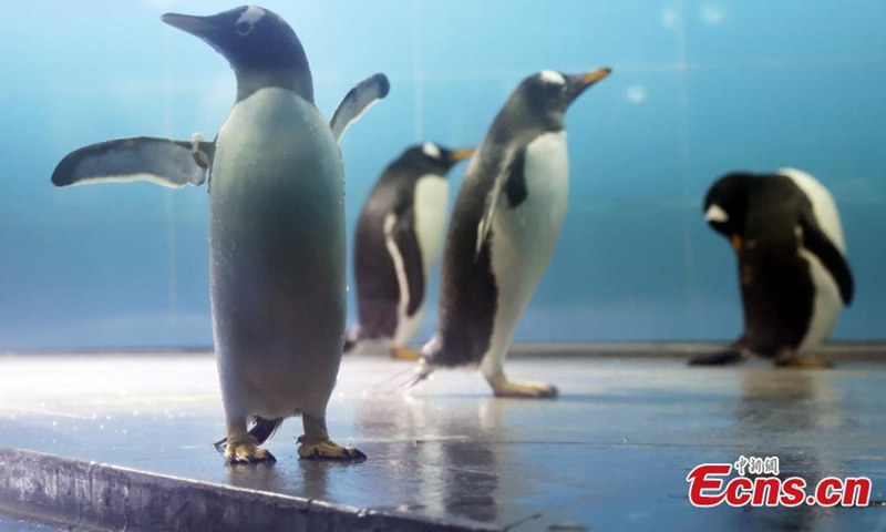 The photo shows four Gentoo penguins that join the Nanjing Underwater World, Nanjing, Jiangsu, June 7, 2021. (Photo/Yang Bo)

