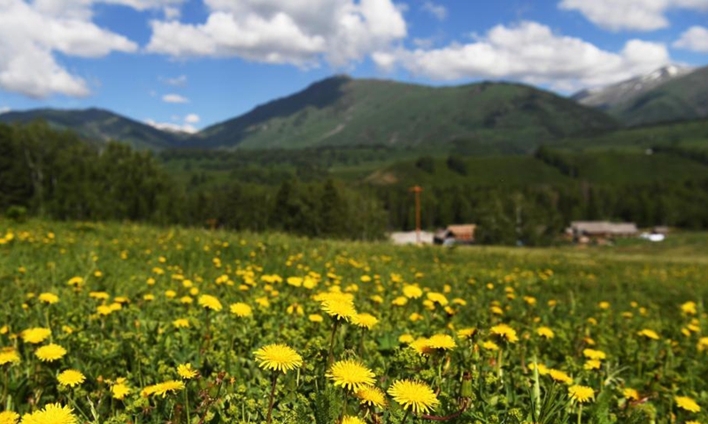 Photo taken on June 9, 2021 shows scenery in Hemu Village of Kanas, northwest China's Xinjiang Uygur Autonomous Region.Photo: Xinhua