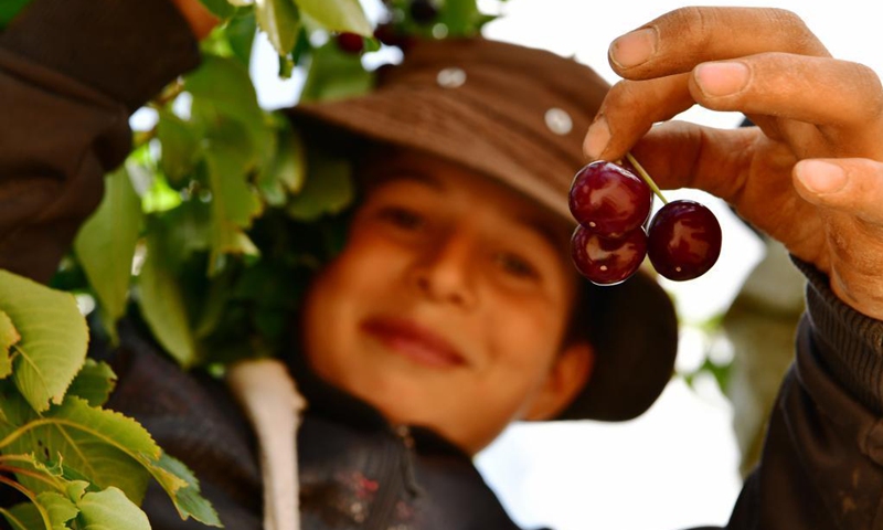 A Syrian boy shows cherries in Qalamoun region in the northern countryside of Damascus, Syria, June 14, 2021.(Photo: Xinhua)