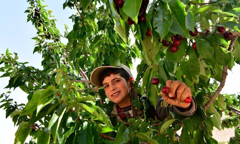 A Syrian boy harvests cherries in Qalamoun region in the northern countryside of Damascus, Syria, June 14, 2021.(Photo: Xinhua)