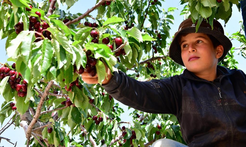 A Syrian boy harvests cherries in Qalamoun region in the northern countryside of Damascus, Syria, June 14, 2021.(Photo: Xinhua)