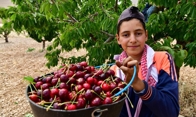 A Syrian boy shows cherries in Qalamoun region in the northern countryside of Damascus, Syria, June 14, 2021.(Photo: Xinhua)