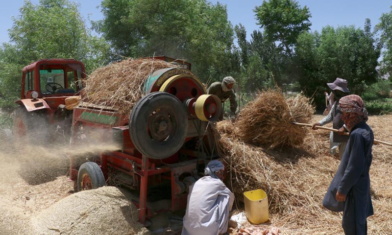 An Afghan farmer harvests wheat in Dehdadi district of Balkh province, northern Afghanistan, June 16, 2021. (Photo by Kawa Basharat/Xinhua)