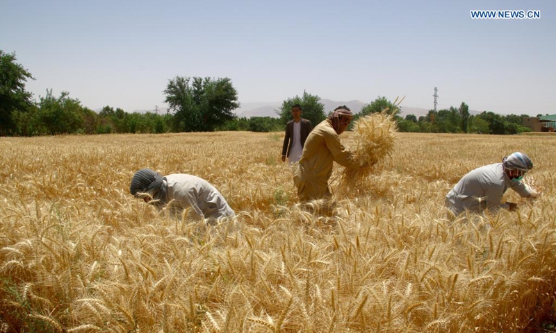 Afghan farmers work at a wheat field in Dehdadi district of Balkh province, northern Afghanistan, June 16, 2021. (Photo by Kawa Basharat/Xinhua)