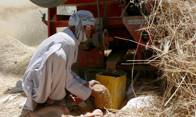 An Afghan farmer harvests wheat in Dehdadi district of Balkh province, northern Afghanistan, June 16, 2021. (Photo by Kawa Basharat/Xinhua)