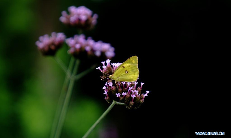 Cabbage butterflies fly at park in Shanghai - Global Times