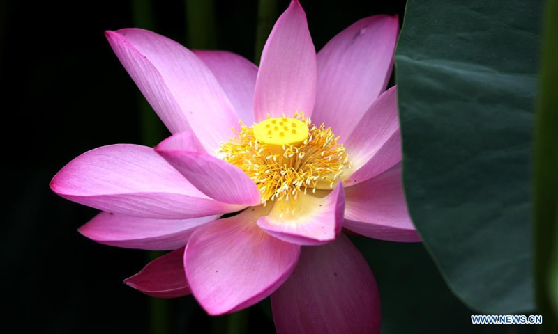 chinese lotus flower