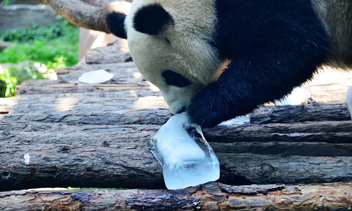 A panda at Beijing Zoo licks an ice cube to beat the city's summer heat. Photo: IC