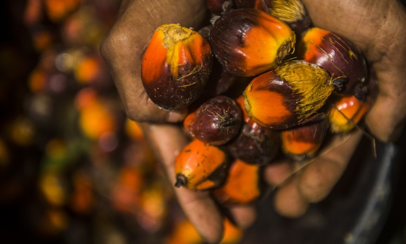 A worker holds palm oil fruits at a palm oil plantation in Langkat district, North Sumatra, Indonesia. June 22, 2021.(Photo: Xinhua)