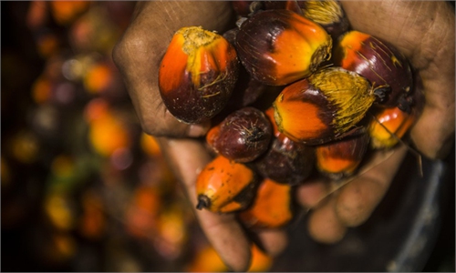 Palm oil fruits harvest begins in Langkat district, Indonesia - Global ...