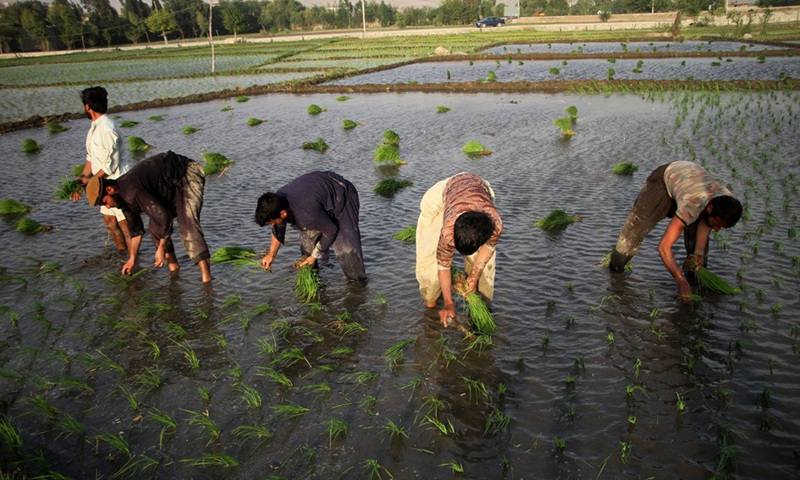 Farmers transplant rice seedlings at a paddy field in Mehtarlam, capital of Laghman province, eastern Afghanistan, on June 20, 2021.(Photo: Xinhua)