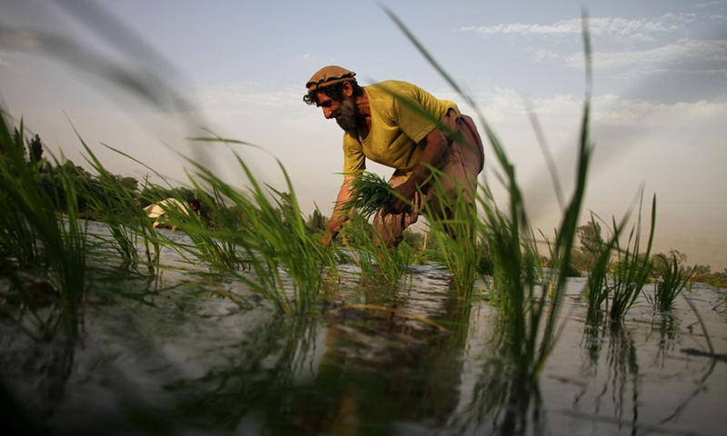 A farmer transplants rice seedlings at a paddy field in Mehtarlam, capital of Laghman province, eastern Afghanistan, on June 20, 2021.(Photo: Xinhua)