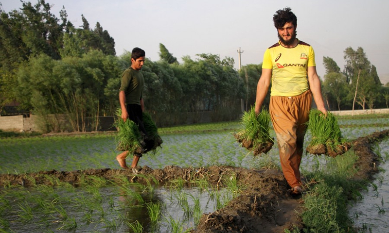 Farmers carry rice seedlings for transplanting at a paddy field in Mehtarlam, capital of Laghman province, eastern Afghanistan, on June 20, 2021.(Photo: Xinhua)