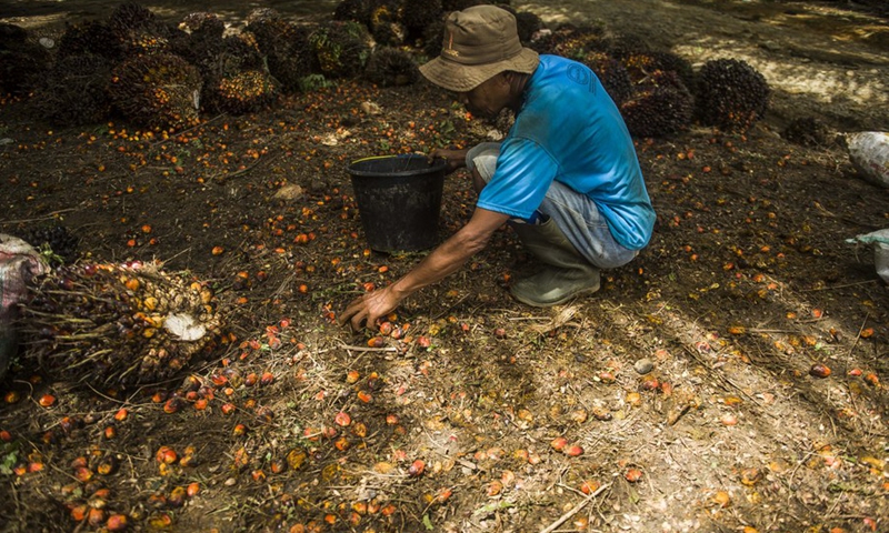 A worker picks up palm oil fruits at a palm oil plantation in Langkat district, North Sumatra, Indonesia. June 22, 2021.(Photo: Xinhua)