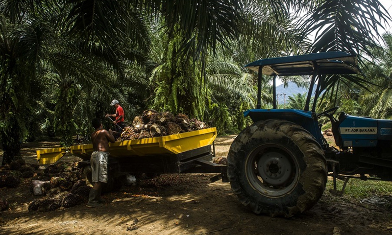 Workers load palm oil fruits onto a truck at a palm oil plantation in Langkat district, North Sumatra, Indonesia. June 22, 2021. (Photo: Xinhua)