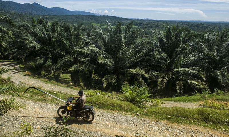 A worker rides motorbike at a palm oil plantation in Langkat district, North Sumatra, Indonesia. June 22, 2021.(Photo: Xinhua)