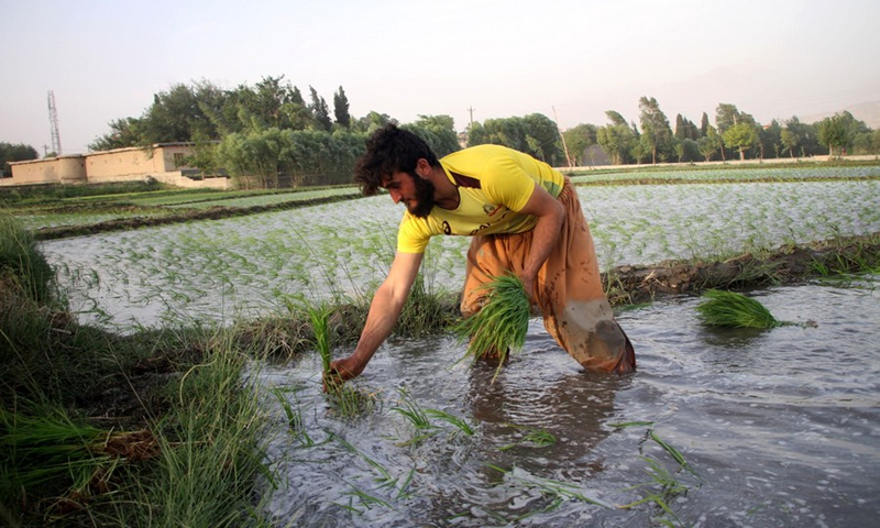 A farmer transplants rice seedlings at a paddy field in Mehtarlam, capital of Laghman province, eastern Afghanistan, on June 20, 2021.(Photo: Xinhua)