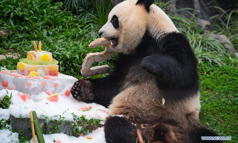 Twin panda brothers celebrate fifth birthday in Macao - Global Times