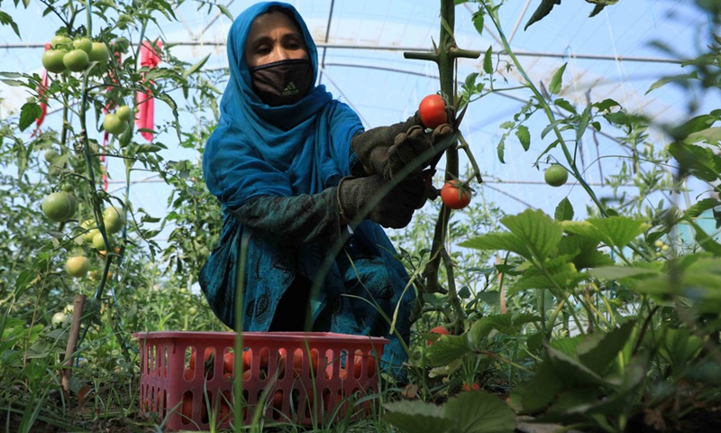 A farmer harvests tomatoes at a green house in Injil district of Heart province, western Afghanistan, June 27, 2021.(Photo: Xinhua)